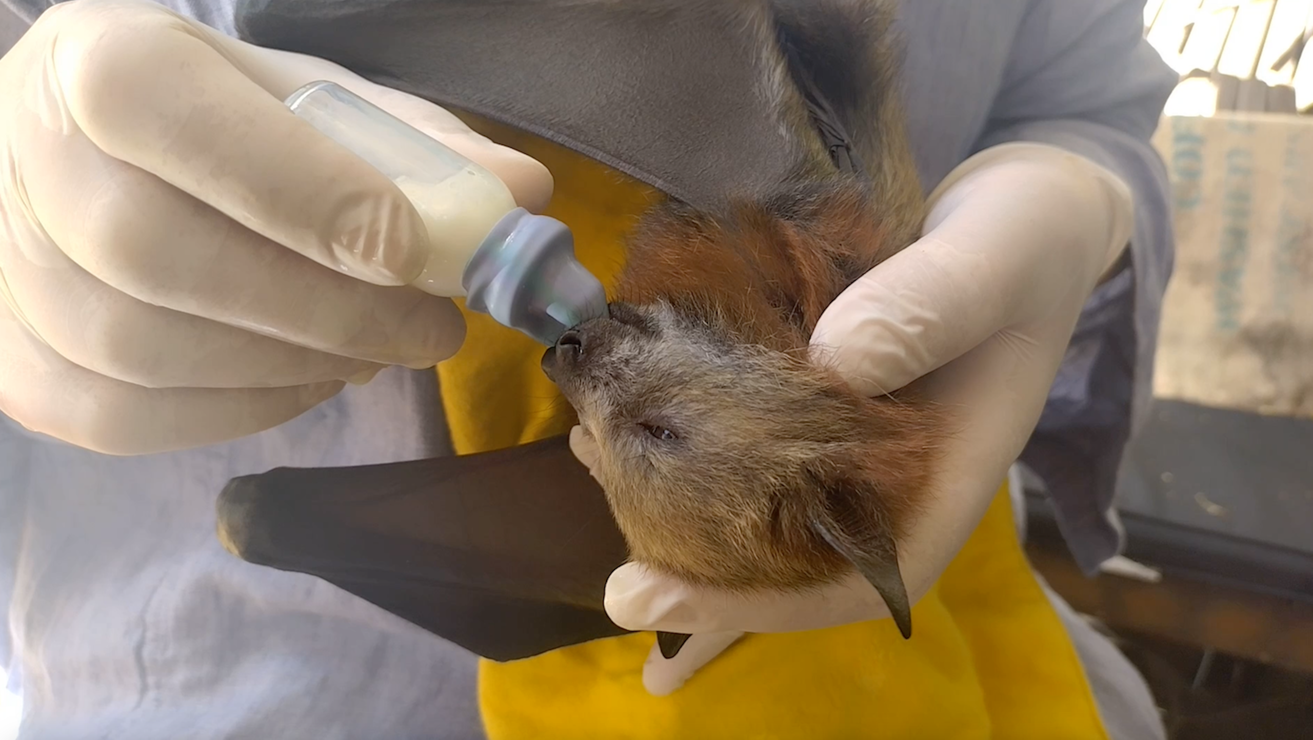 Daily Dive # 154 | Rescuing Flying-Fox Pups in Sydney’s Centennial Park